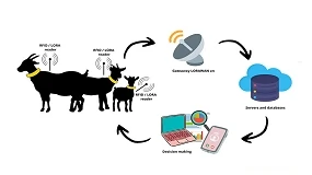 Foto de El caprino lechero avanza hacia la granja digital: datos, trazabilidad y calidad de leche