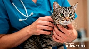 Foto de Más de 1.600 veterinarios en el congreso online sobre Medicina Cardiorrenal Felina de Boehringer Ingelheim