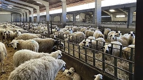 Foto de Identifican genes que podrían mejorar la producción y la salud de las ovejas lecheras