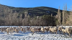 Foto de Estrategias de adaptación aplicables a los sistemas mediterráneos de producción de vacuno y ovino de carne