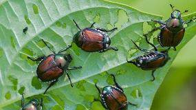 Un m�todo sostenible produce feromonas como alternativa a los pesticidas en el control de plagas