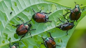 Foto de Un método sostenible produce feromonas como alternativa a los pesticidas en el control de plagas