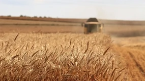 Foto de Los operadores de cereal revisan a la baja su primera estimación de cosecha en España