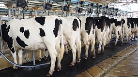 Un proyecto busca utilizar la leche de transici�n bovina para nutrici�n humana