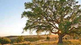 Foto de CAP critica Governo por avan�ar com Plano Nacional de Restauro da Natureza � margem da Comiss�o de Acompanhamento