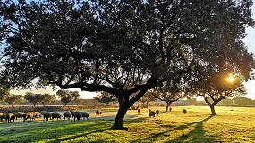 Foto de Los ecosistemas sanos son fundamentales para garantizar la salud animal y humana