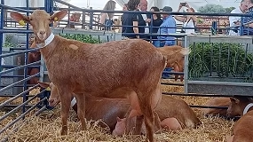 Foto de La Cabra Malagueña protagoniza la exposición de ganado en la Feria de Antequera