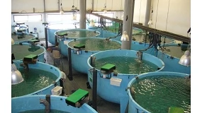 Foto de Fortifish testa dietas com p�ptidos bioativos para reduzir o stress em peixes de aquacultura