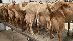 Foto de La escalada de precios lleva a la leche de cabra a niveles hist�ricos con una subida anual del 20%