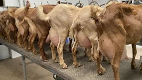 Foto de La escalada de precios lleva a la leche de cabra a niveles históricos con una subida anual del 20%