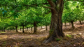 Foto de X Conferencia Ministerial de Forest Europe - Estocolmo: declaraci�n conjunta del sector forestal europeo
