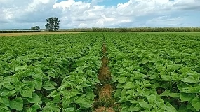 Foto de Comportamiento agronómico de las nuevas variedades comerciales de girasol (Helianthus annuus)