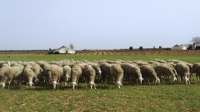 Foto de Castilla-La Mancha apuesta por la innovaci�n y la digitalizaci�n de la ganader�a extensiva