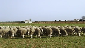 Foto de Castilla-La Mancha apuesta por la innovación y la digitalización de la ganadería extensiva