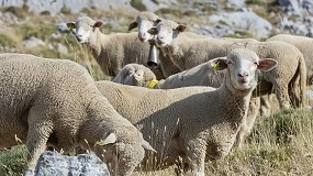 Foto de Extremadura reconoce el derecho a las ayudas para ganaderos de ovino y caprino por lengua azul