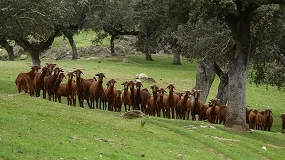 Foto de La IGP ‘Cabrito de Extremadura’ podrá sacrificar animales fuera de la región