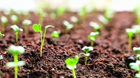 Foto de NTG y Sanidad Vegetal: cómo la edición genómica cambiará la agricultura en Europa (II)