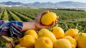 Foto de El limón del futuro se diseña en el laboratorio: así lidera el CEBAS-CSIC la reconversión biotecnológica del cultivo
