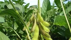 Foto de La sequía amenaza la disponibilidad de soja brasileña en el mercado europeo