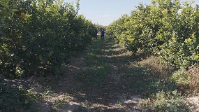 Foto de El avance de la clorosis nervial amarilla en c�tricos enciende las alarmas en el Levante y preocupa la campa�a 2026/2027