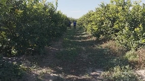 Foto de El avance de la clorosis nervial amarilla en cítricos enciende las alarmas en el Levante y preocupa la campaña 2026/2027