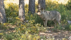 Foto de Los ganaderos denuncian que el Gobierno les “ignora” para su informe del lobo