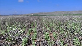 Foto de Siembra Directa: una respuesta a la nueva realidad agraria
