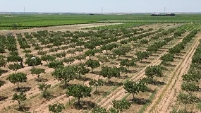 Foto de La producción mundial de pistacho se resiente por la vecería y se desplomará un 36%