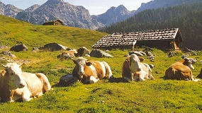La raza Fleckvieh-Simmental ya cuenta con un programa de cr�a para la producci�n c�rnica