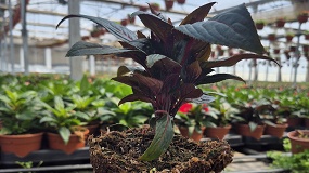 Foto de Gramoflor impulsa el cultivo profesional con Premium GX, su sustrato para producciones homog�neas y floraciones abundantes