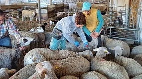 Foto de Extremadura subvencionará la vacunación voluntaria en ovino frente a la lengua azul