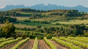 Foto de La DO Penedès inicia la redacción de un reglamento independiente para vinos tranquilos y espumosos