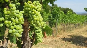 Foto de La IA se alía con el viñedo para anticipar la aparición de mildiu en Montilla-Moriles