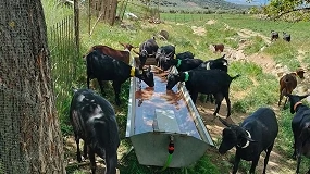 Foto de Mano de obra en caprino lechero: el reto silencioso del sector