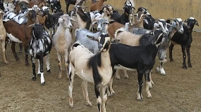 Foto de El proyecto ‘Welcomgoat’ busca mejorar la calidad del calostro caprino de Canarias