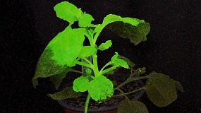 Foto de Plantas que brillan para alertar de virus: un nuevo sistema permite detectar plagas antes de que aparezcan los s�ntomas