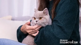 Foto de Vacaciones sin alterar la rutina de tu gato