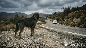 Foto de Un tercio de los abandonos de perros en España se produce en verano, coincidiendo con la época de mayor movilidad en coche del año