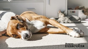 Foto de Calor extremo y animales de compañía: diez claves para evitar urgencias veterinarias en perros y gatos este verano