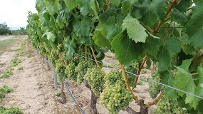 Foto de La Rioja concede ayudas de cosecha en verde a más de 1.000 hectáreas de 505 viticultores