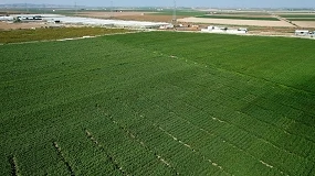 Foto de El algodón pierde 1.000 hectáreas en Andalucía pese a las expectativas de crecimiento del cultivo