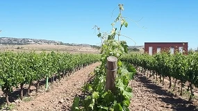 Foto de Influencia hídrica y fisiológica del riego de recarga en prebrotación en viñedo de Tempranillo regado deficitariamente en verano en la D.O. Ribera del Duero