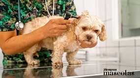Foto de El oído también es piel: el enfoque dermatológico de las otitis recurrentes en perros