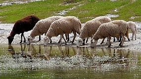 Foto de Los veterinarios destacan que conocer las zoonosis es el primer paso para su prevención