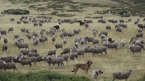 Foto de Conocimiento ganadero, tecnolog�a, ciencia y gobernanza para la convivencia de la ganader�a extensiva con la fauna silvestre