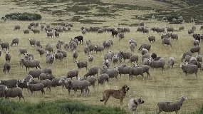 Foto de Conocimiento ganadero, tecnología, ciencia y gobernanza para la convivencia de la ganadería extensiva con la fauna silvestre