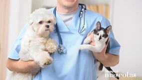 Foto de Cerca de 400 veterinarios actualizan sus conocimientos sobre leucemia y leptospira en la práctica clínica diaria de la mano de Boehringer Ingelheim