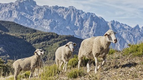 Las carnes de lechal, cordero y cabrito sostenibles de Europa celebran lo cotidiano