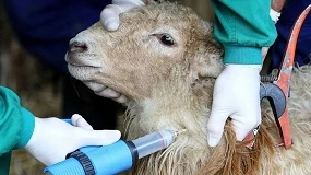 Foto de Extremadura licita la compra de vacunas frente a la lengua azul por 600.000 euros