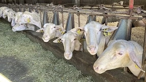 Foto de Las estrategias de secado reducen el impacto de las células somáticas en las ovejas Lacaune